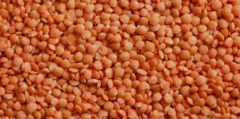 Lenticchie Rosse secche (1 kg)