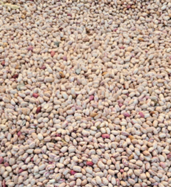 Fagioli borlotti secchi confezioni da 1kg
